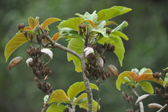 Hymenodictyon obovatum